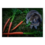 Bunny Munches Carrots / Notecard