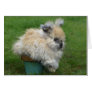 Bunny on Flower Pot Greeting Card
