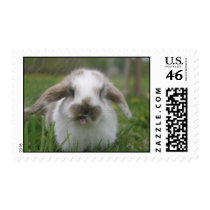 bunny stamps