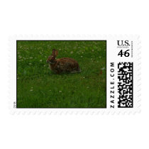 bunny postage