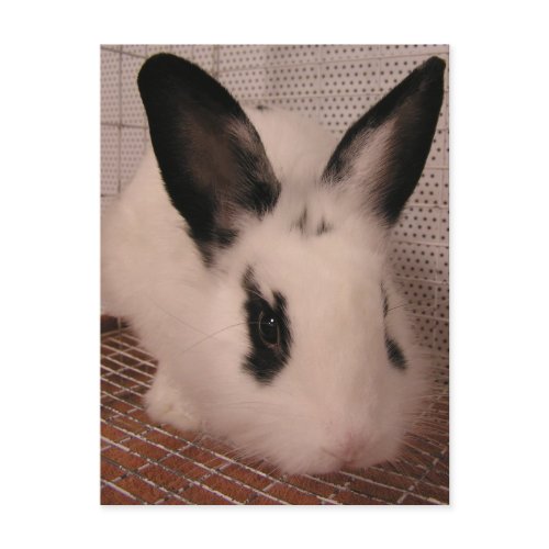Bunny postcard