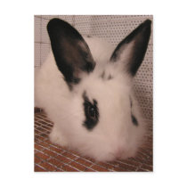 Bunny postcards