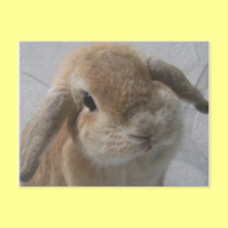 Bunny postcards