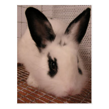 Bunny Postcard