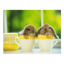 bunny postcard 4