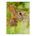 Bunny Print