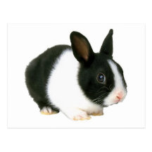 Bunny Rabbit Black & White Post Card