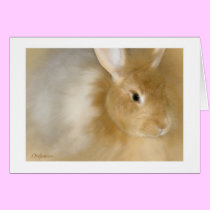 Bunny Rabbit (Caramel) cards