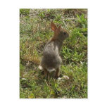 Bunny Rabbit Hare Stuff Postcards