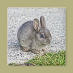 Bunny rabbit - magnet magnets