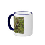 Bunny Rabbit Coffee Mugs