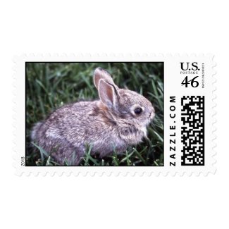 Bunny Rabbit Postage stamp