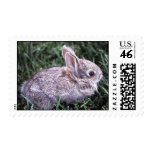 Bunny Rabbit Postage