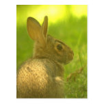 Bunny Rabbit  Postcard