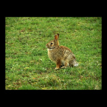 Bunny Rabbit Poster / Print posters