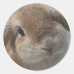 Bunny Round Sticker