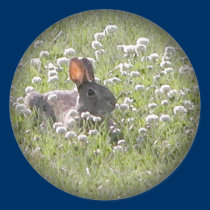 Bunny Round Stickers by toots1 Bunny Round Stickers