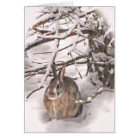 Bunny seeking shelter greeting card