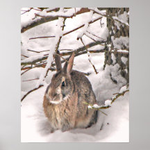 Bunny Seeking Shelter Posters
