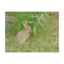 Bunny So Cute postcards