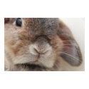 Bunny stare (print) by jade__c Bunny stare (print)