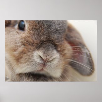 Bunny stare (print) print