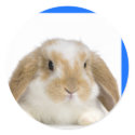 bunny stickers by kenzpo bunny stickers