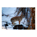 Bunny Wabbit! posters