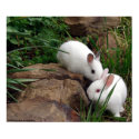 Bunny whisper posters