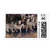 Burchell's/Chapman's Zebra Postage Stamp