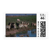 Burchell's/Grant's Zebra - Herd Stamping Away From