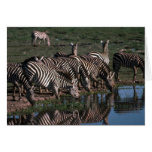 Burchell's/Grant's Zebras - Herd Drinking Card