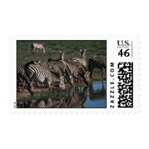 Burchell's/Grant's Zebras - Herd Drinking Postage Stamps