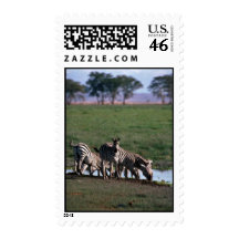 Burchell's/Grant's Zebras - Herd Drinking Stamps