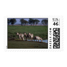 Burchell's/Grant's Zebras - Herd Drinking Stamps