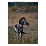 Burchell's Zebra Card