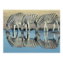 Burchells Zebra (Equus burchelli) drinking at Post Cards