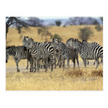 Burchell's Zebra, Equus burchellii, Tarangire Post Cards