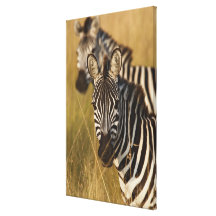 Burchell's Zebra in tall summer grass, Masai Gallery Wrap Canvas