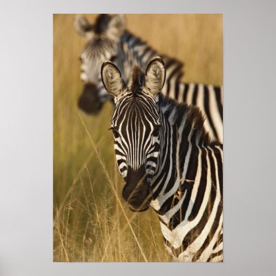 Burchell's Zebra in tall summer grass, Masai Print