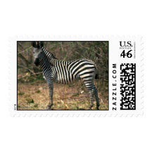 Burchell's Zebra Postage