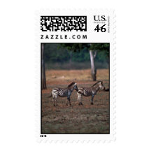 Burchell's Zebra Postage