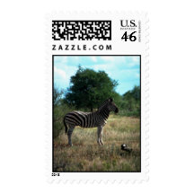Burchell's Zebra Postage Stamp