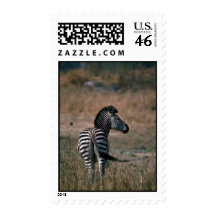 Burchell's Zebra Postage Stamp