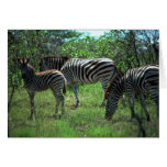 Burchell's Zebra - Small Herd Greeting Card