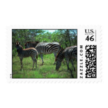 Burchell's Zebra - Small Herd Postage