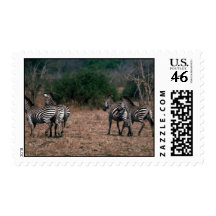 Burchell's Zebra - Small Herd Running Postage