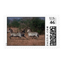Burchell's Zebra - Small Herd Running Postage Stamp