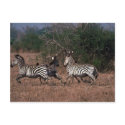 Burchell's Zebra - Small Herd Running postcards