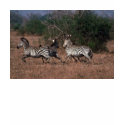 Burchell's Zebra - Small Herd Running t-shirts